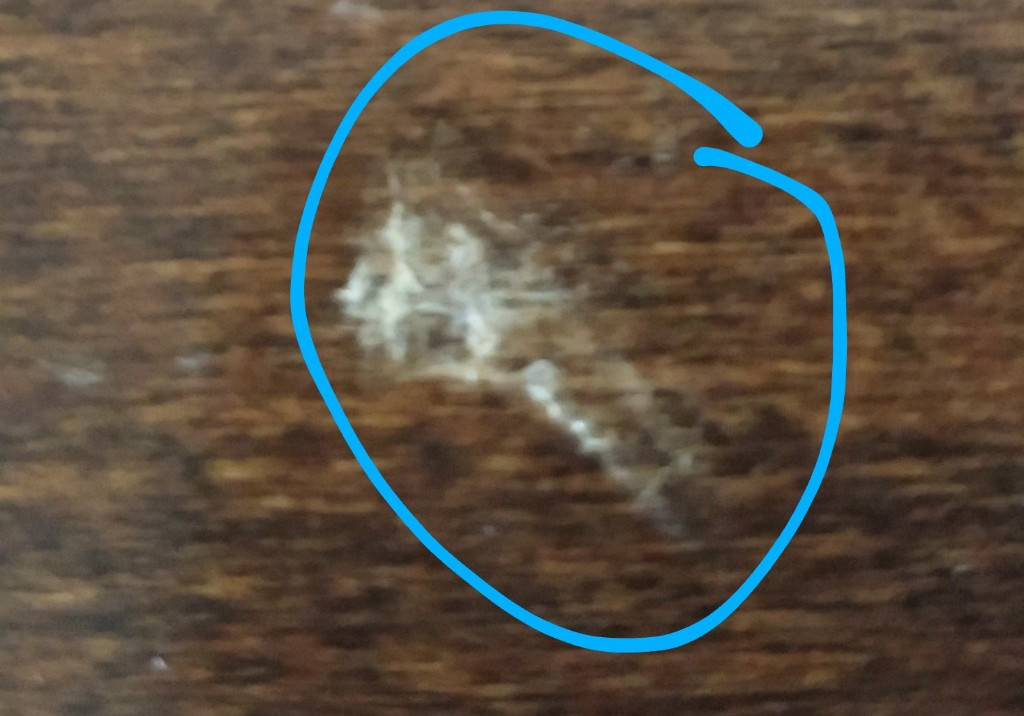 Second photo by Kathy Krueger of Global Moving LLC - Large