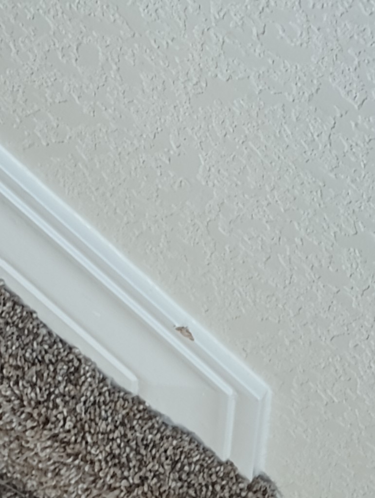 Second photo by Peter Montalbano of Champion Movers - Large