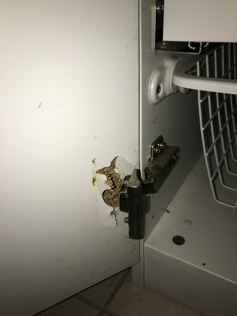 Photo by Kristin Woodrow of CBD Movers AU - Large