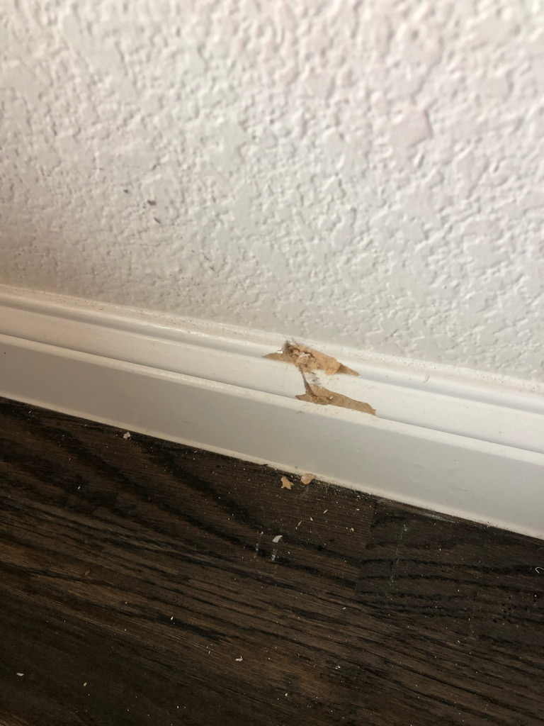 Photo by Roxanne Crone of Best Interstate Moving and Storage - Large