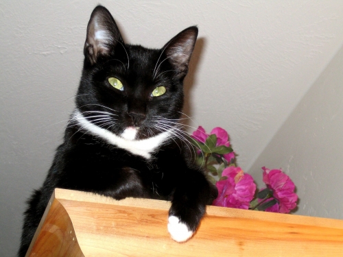 Photo by Chris Tuburk of Element Moving & Storage - Large