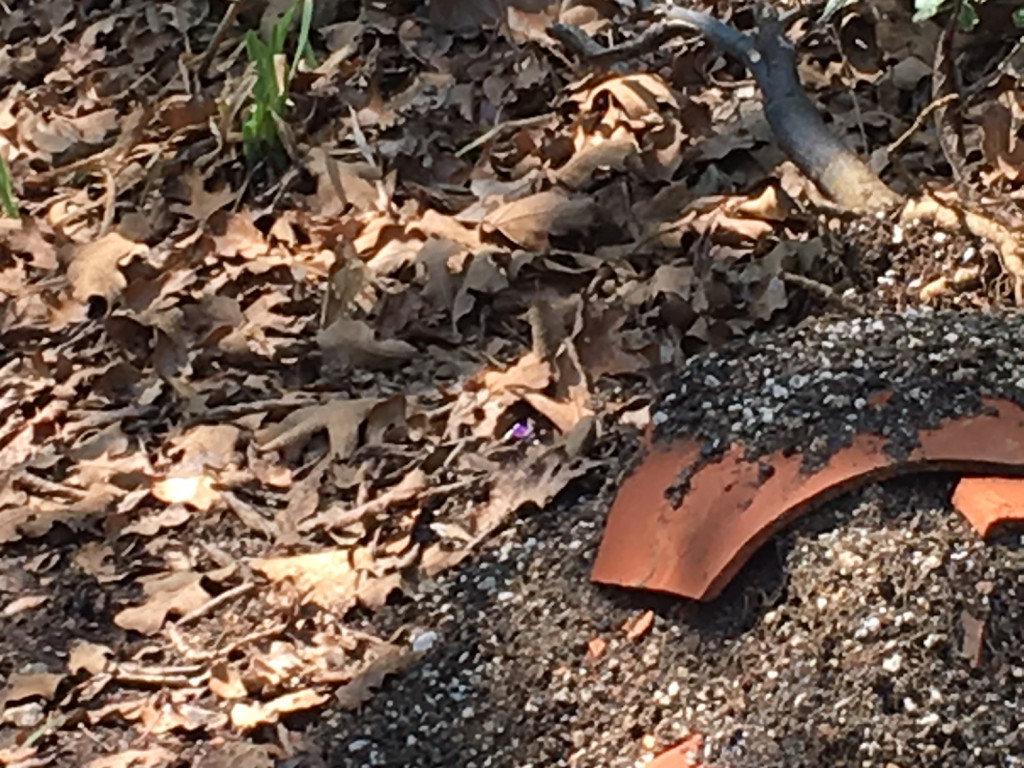 Second photo by Cheryl S of Geo Van Lines - Large