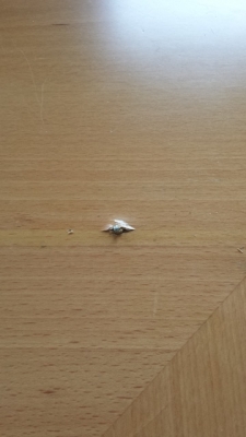 Photo by Jainako of Teschner Möbeltransporte - Large