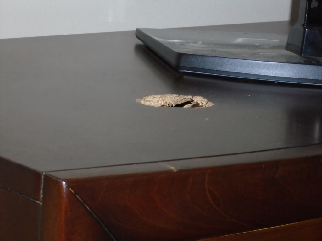 Photo by Lynette Ross of Safeway Moving Systems - Large