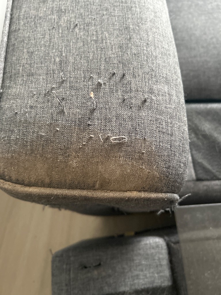 Photo by Isabella Ursu of Mapleleafs Movers - Large