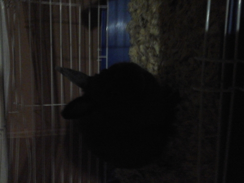 Photo by Jennifer Stein  of American Top Moving - Large