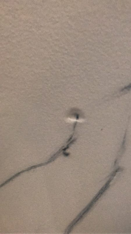 Second photo by Fang Herrera of Premier Movers - Large