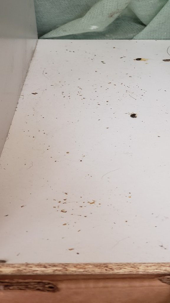 Second photo by Jessica Teater of Zippy Shell Incorporated - Large