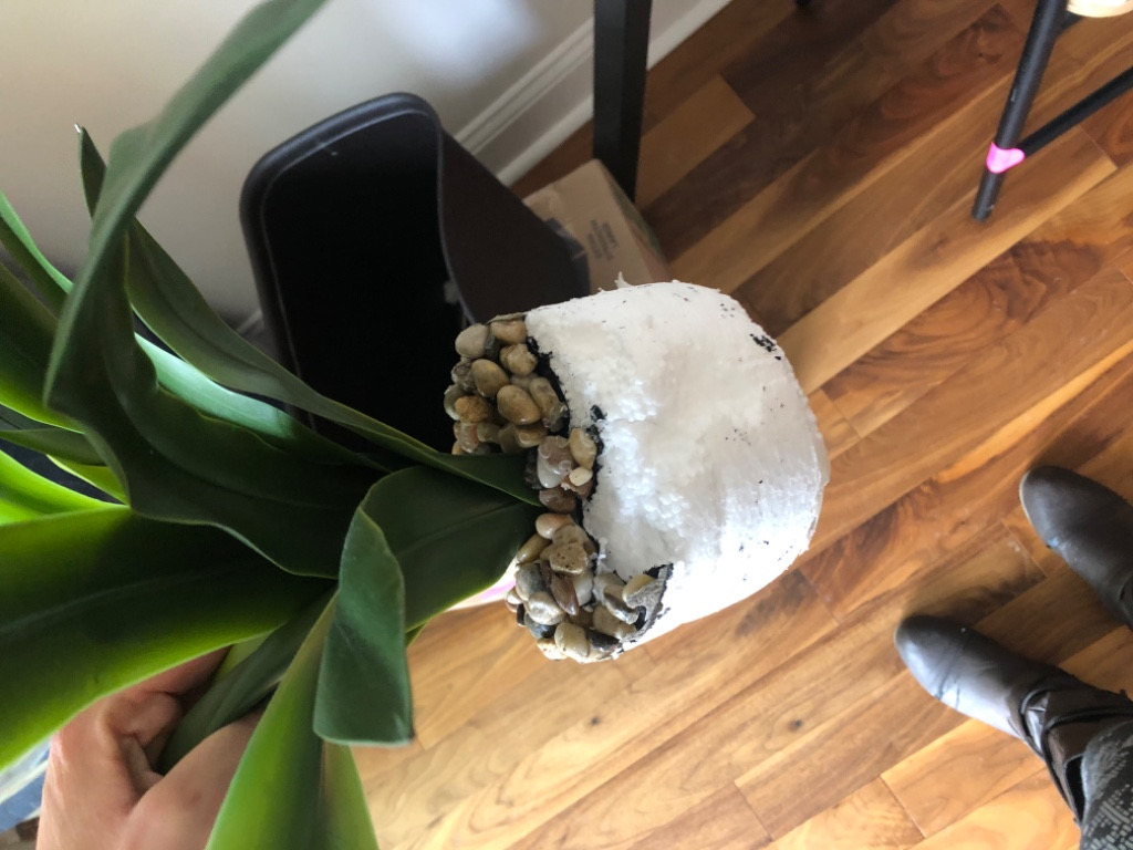 Second photo by Chrissy Chuchara of A1A Moving and Storage - Large