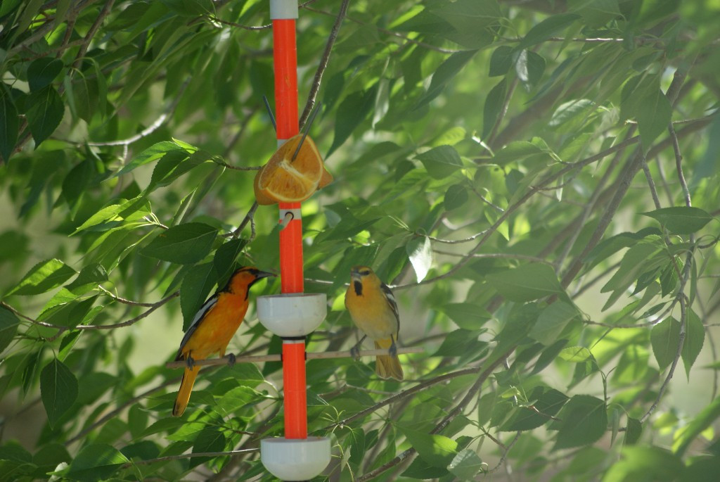 Second photo by Regina Eckhardt of Fatboy Slims Мoving Company - Large