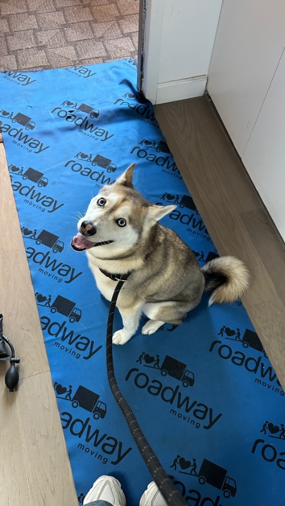 Second photo by Charissa Fiorelli of Roadway Moving - Large