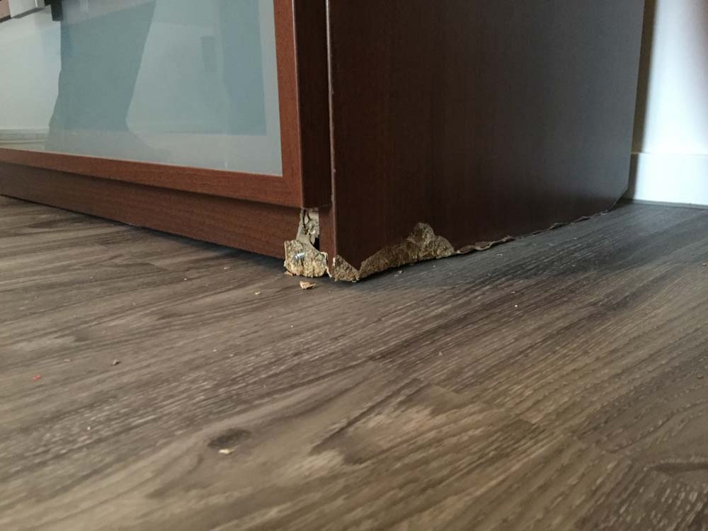 Photo by Leal of Intraglobe - Large