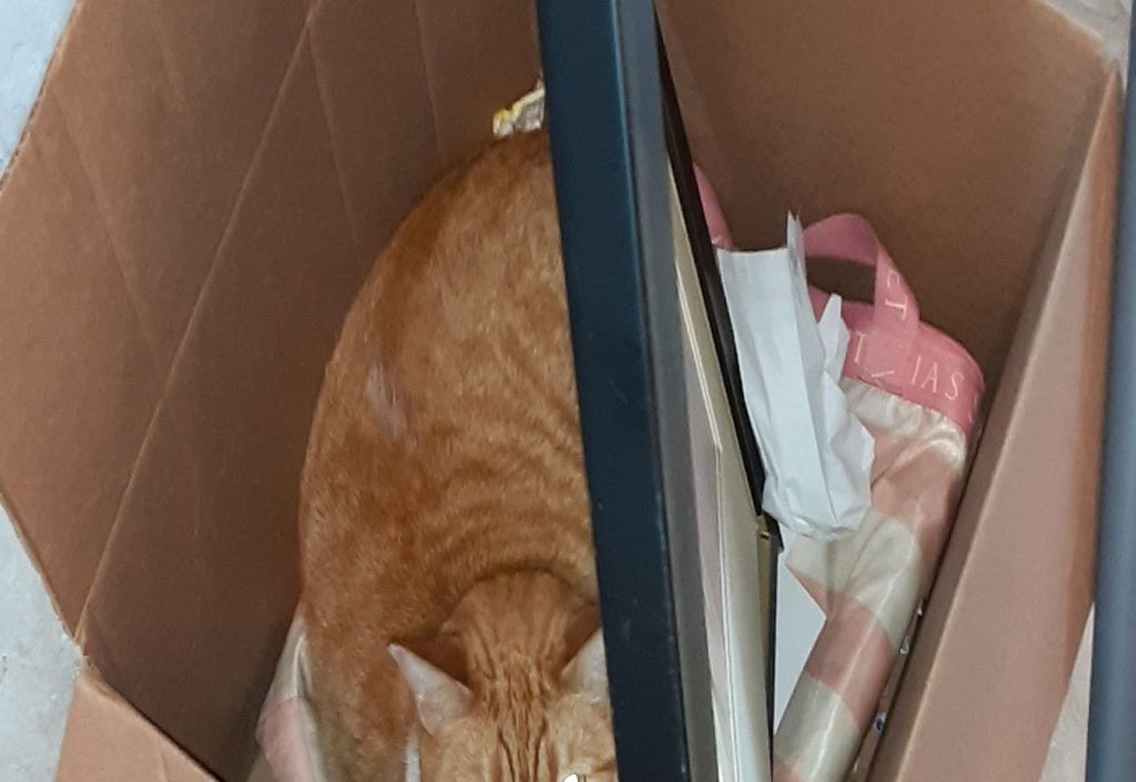 Photo by Earl A Collins of US Pro Moving and Logistics LLC - Large