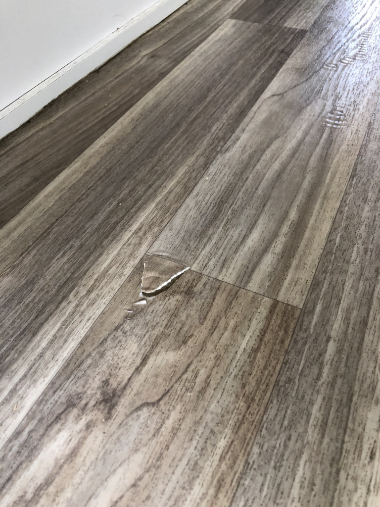 Photo by Courtney Young of Auckland Kiwi Movers - Large