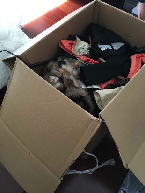 Photo by Aleah Yordy of EZ Moving Van Lines Inc. - Large