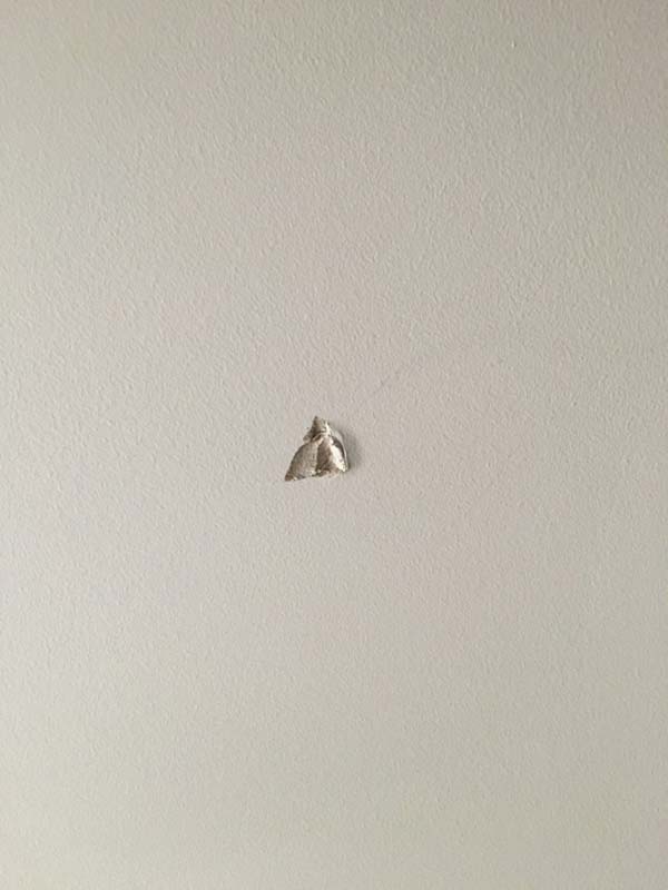 Second photo by Naga Pannala of Fox Moving and Storage - Large