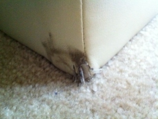 Second photo by H. Duong of Social Moving Group - Large