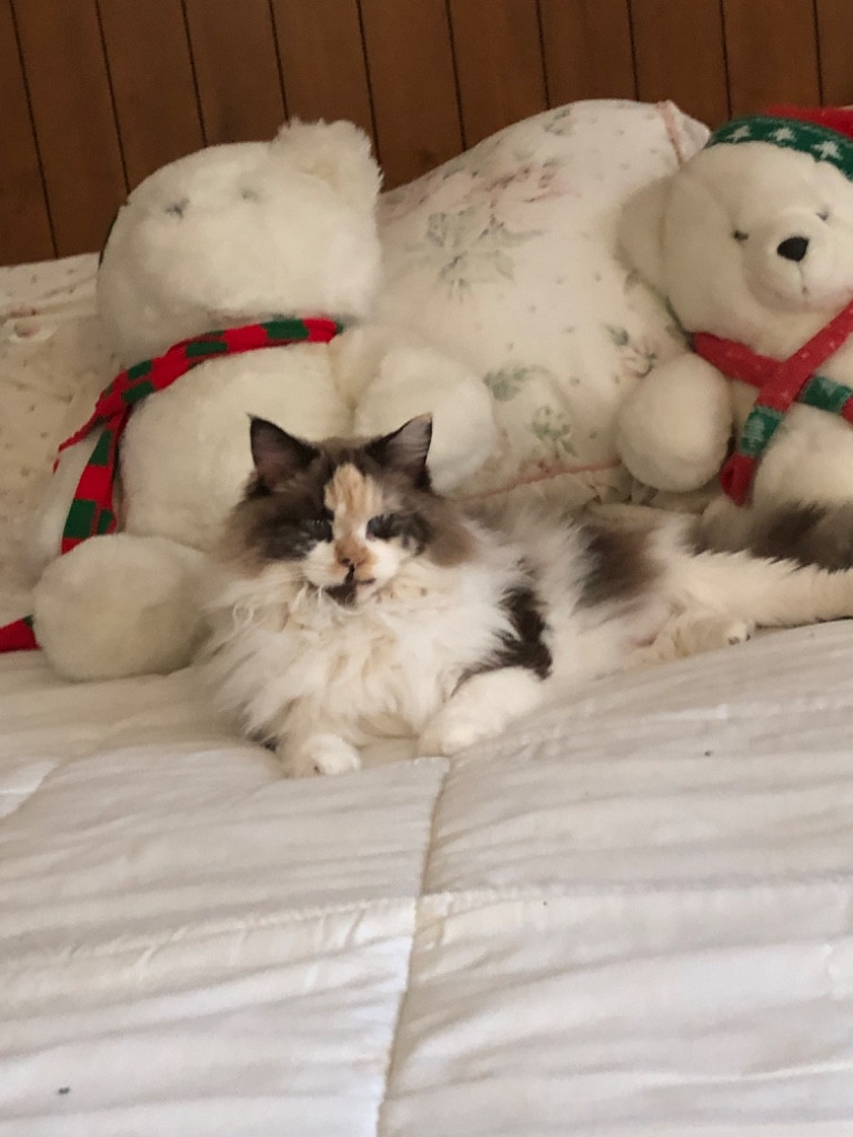 Photo by Nicole Quiter of Triple 7 Movers - Large