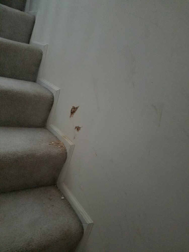 Second photo by Kelly of Mega Moving Service - Large