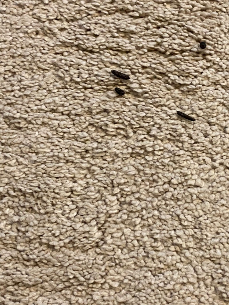 Photo by Karen Scott of Route 66 Relocation - Large