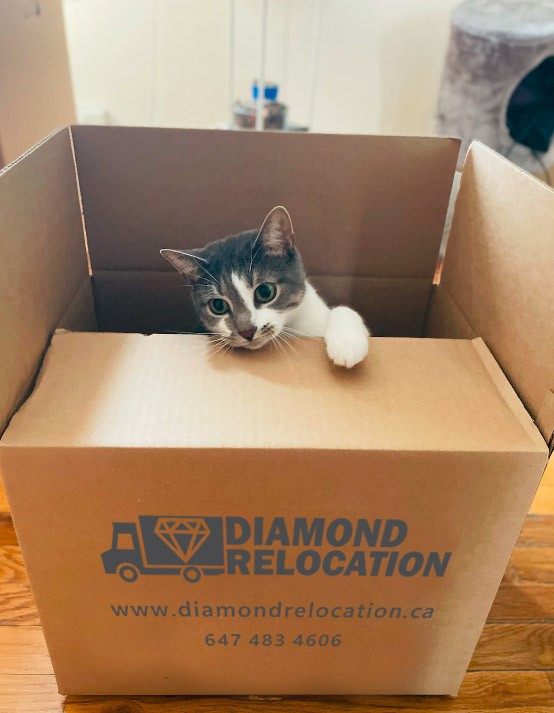 Photo by Jeffrey Linn of Diamond Relocation  - Large