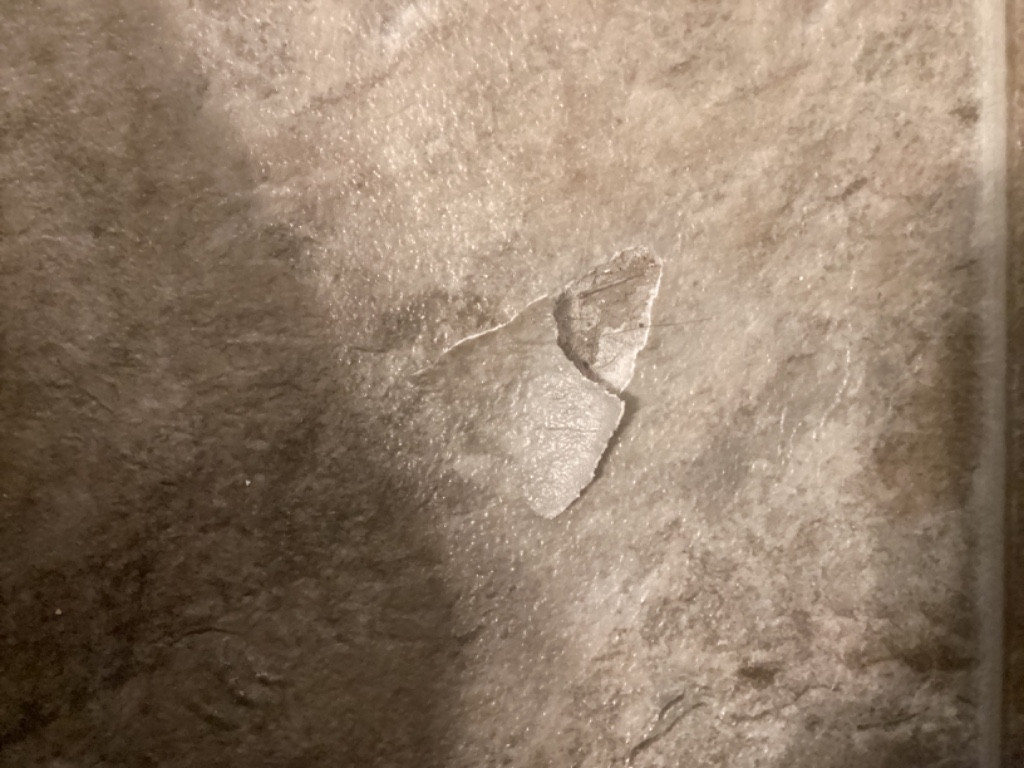 Photo by Catherine Naber of The Right Movers - Large