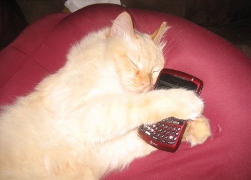 Photo by Fred of Hercules Moving Systems - Large