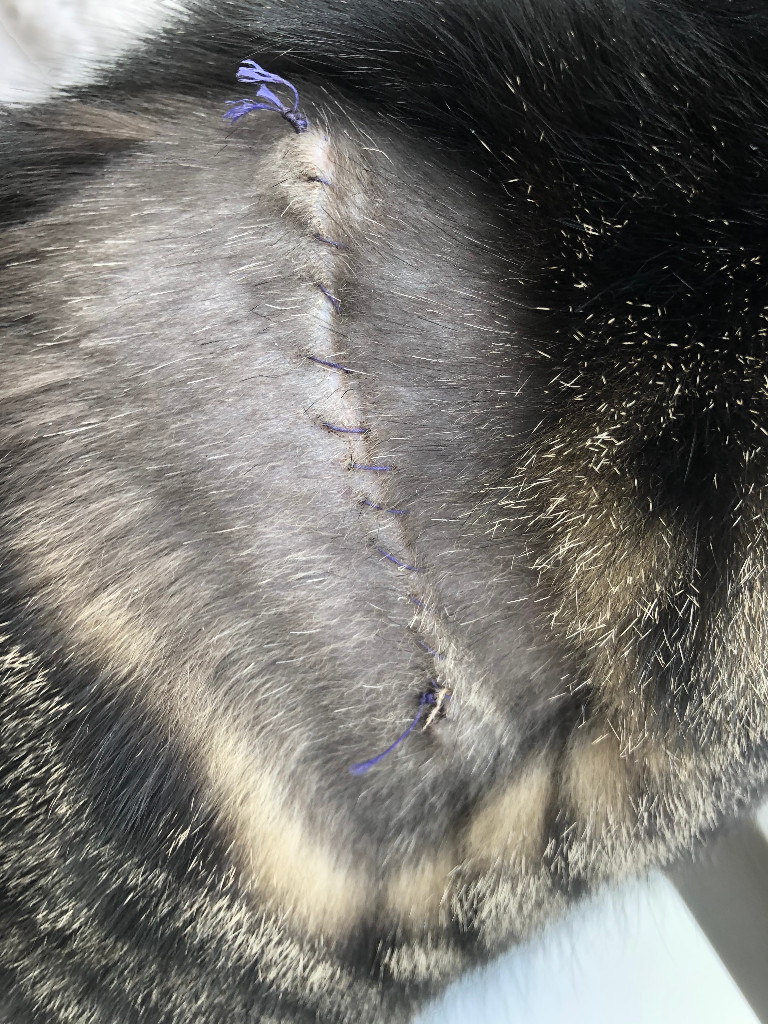 Photo by Bodo Franke of Langer-Umzüge - Large