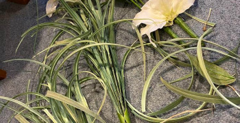 Second thumbnail photo by Vick De Vries of Grace Removals Group