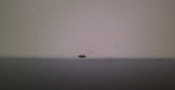 Thumbnail photo by Kathy Moore of College Hunks Hauling Junk & Moving