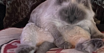 Second thumbnail photo by Mark Slay of All My Sons Moving and Storage