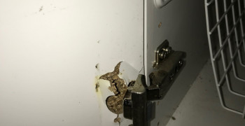 Thumbnail photo by Kristin Woodrow of CBD Movers AU