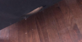 Second thumbnail photo by Rebecca S Gilfert of Cross Country Moving Group