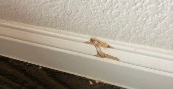 Thumbnail photo by Roxanne Crone of Best Interstate Moving and Storage