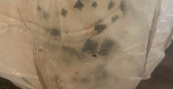 Thumbnail photo by Janet Yorke of Canadian National Van Lines