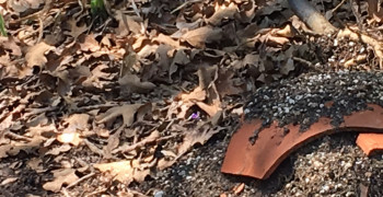 Second thumbnail photo by Cheryl S of Geo Van Lines