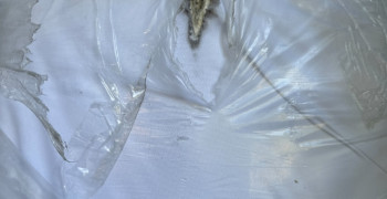 Second thumbnail photo by Nancy Banks of Solomon and Sons Relocation Service