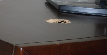 Thumbnail photo by Lynette Ross of Safeway Moving Systems