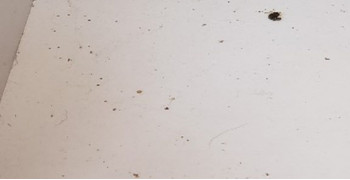 Second thumbnail photo by Jessica Teater of Zippy Shell Incorporated