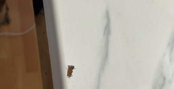 Thumbnail photo by Classic Jasmine of Brooklyn Moving 