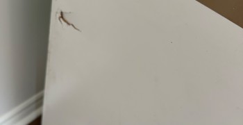 Thumbnail photo by Sebastien Vermant of Diamond Relocation 