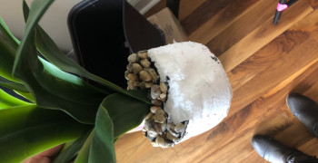 Second thumbnail photo by Chrissy Chuchara of A1A Moving and Storage