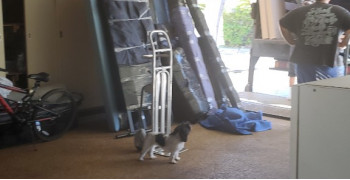 Thumbnail photo by Carolina Schafer Sandi of Hawaiian Moving Pros