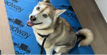 Second thumbnail photo by Charissa Fiorelli of Roadway Moving