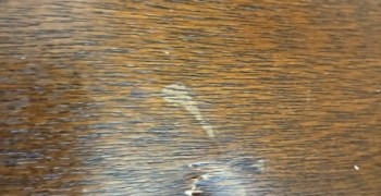 Thumbnail photo by Lori Cossack of ESEA Van Lines Inc