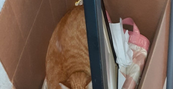 Thumbnail photo by Earl A Collins of US Pro Moving and Logistics LLC