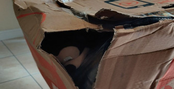 Thumbnail photo by Rupesh Badhe of USA Logistics Moving