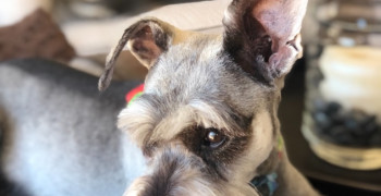 Thumbnail photo by Kathy Cauley of Montway Auto Transport