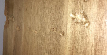 Thumbnail photo by Karen Russell of AnyVan