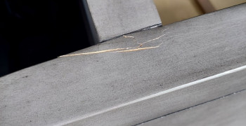 Thumbnail photo by Lisa Adair of College Hunks Hauling Junk & Moving